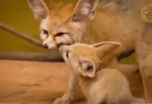 Fennec foxes