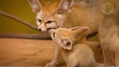 Fennec foxes