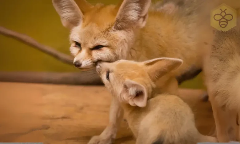 Fennec foxes