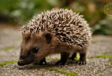 Hedgehogs