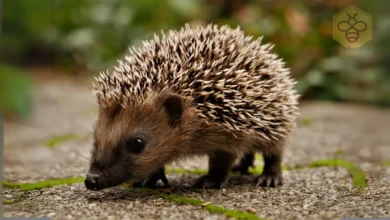 Hedgehogs