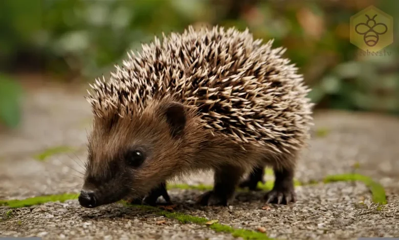 Hedgehogs