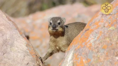 Hyraxes