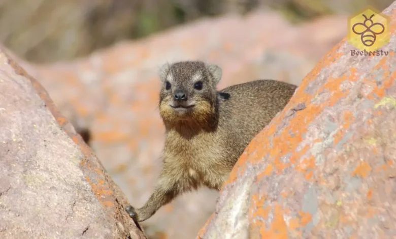 Hyraxes