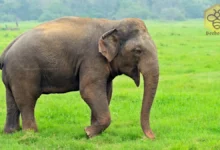 Indian elephants