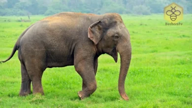 Indian elephants