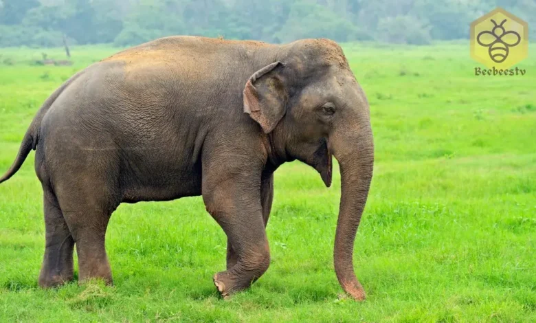 Indian elephants