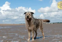 Irish Wolfhounds