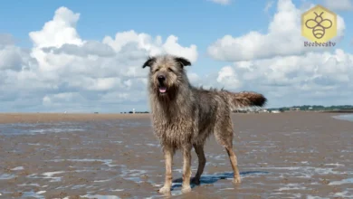 Irish Wolfhounds