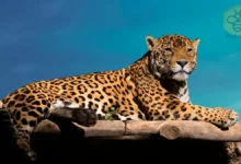 Jaguars