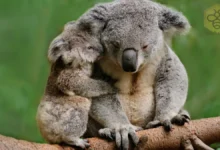 Koalas