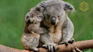 Koalas