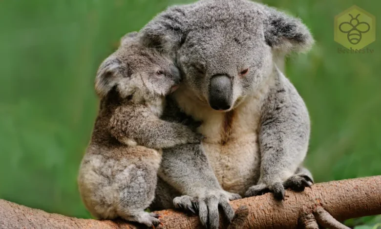 Koalas