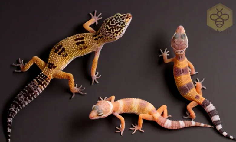 Leopard Geckos