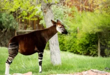 Okapis