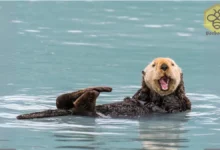 Otters