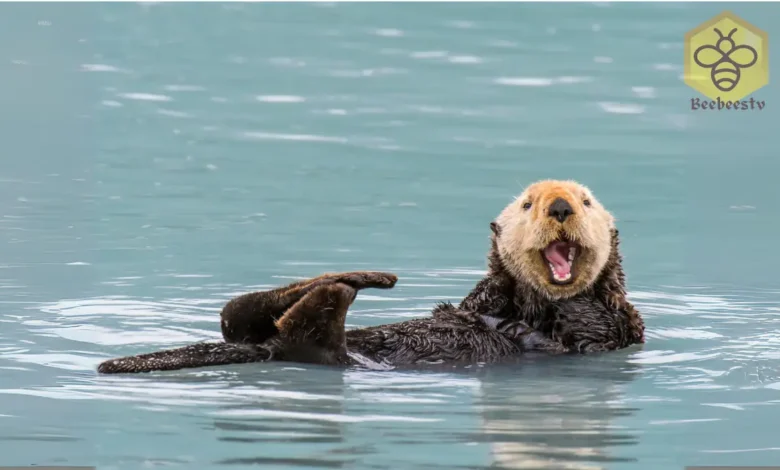 Otters