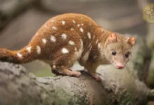 Quolls