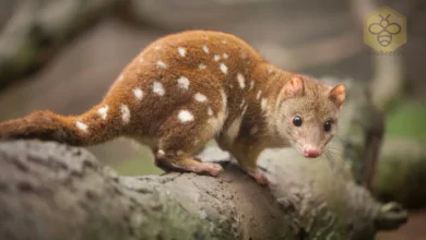 Quolls