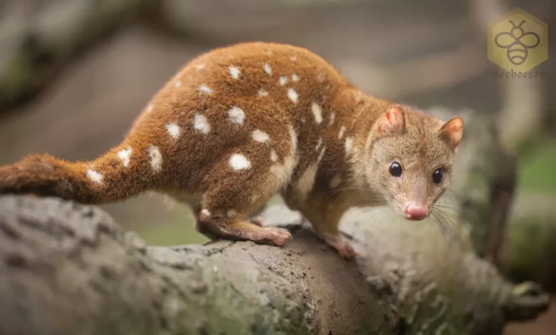 Quolls