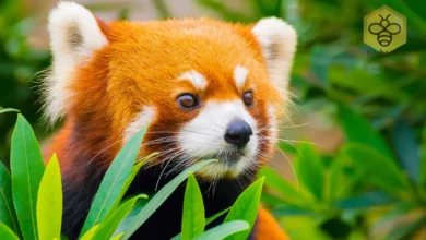 Red pandas