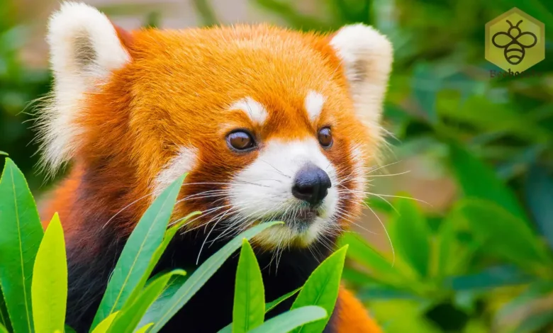 Red pandas