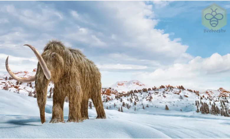 Woolly Mammoths