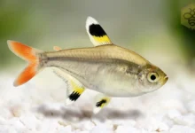 X-ray Tetras