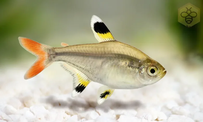 X-ray Tetras