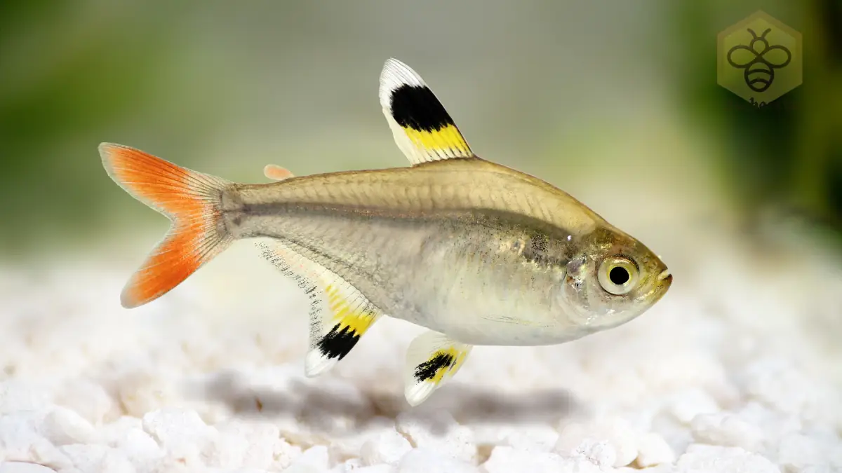 X-ray Tetras