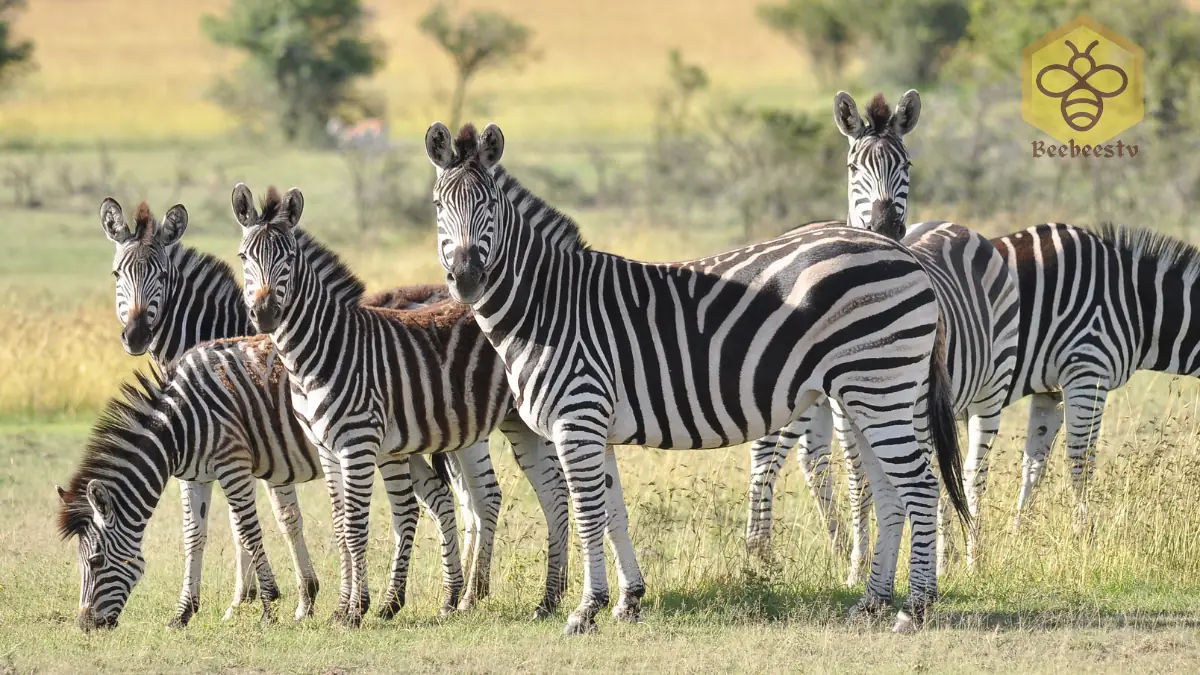 Zebras