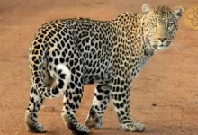 leopards