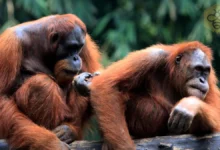 Orangutans