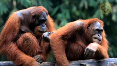 Orangutans