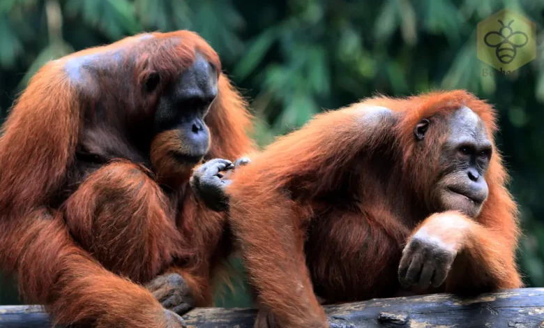 Orangutans