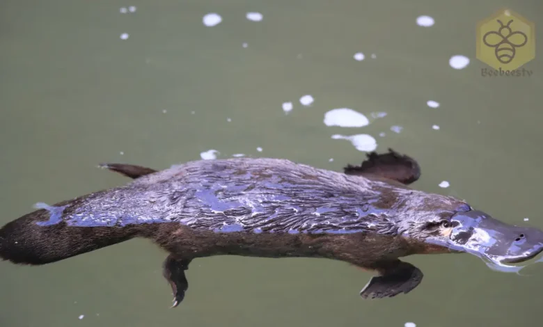 platypuses