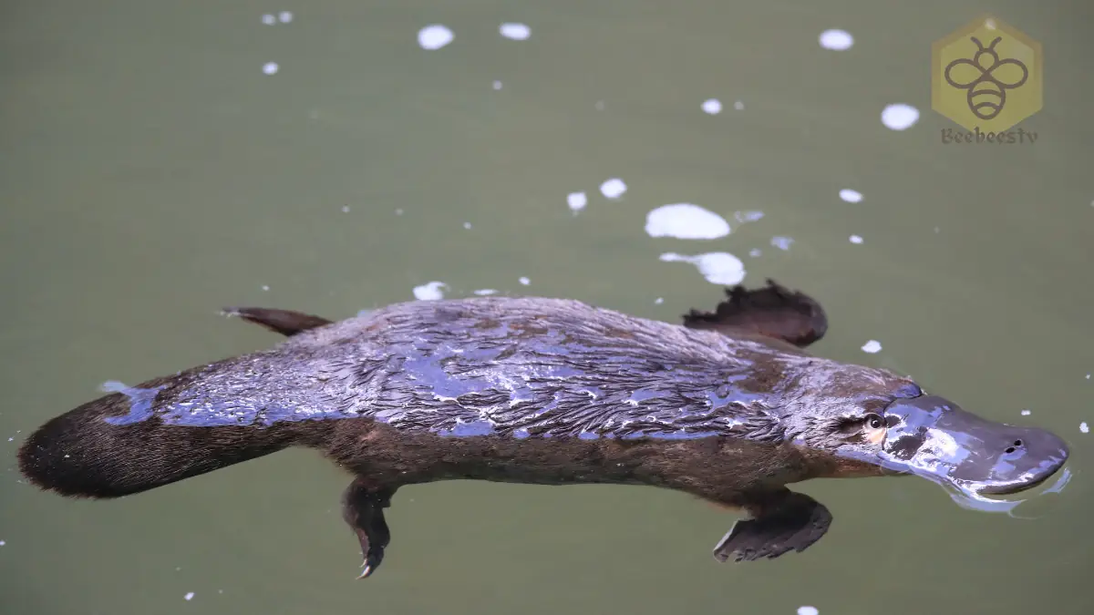 platypuses