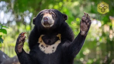 Sun Bears