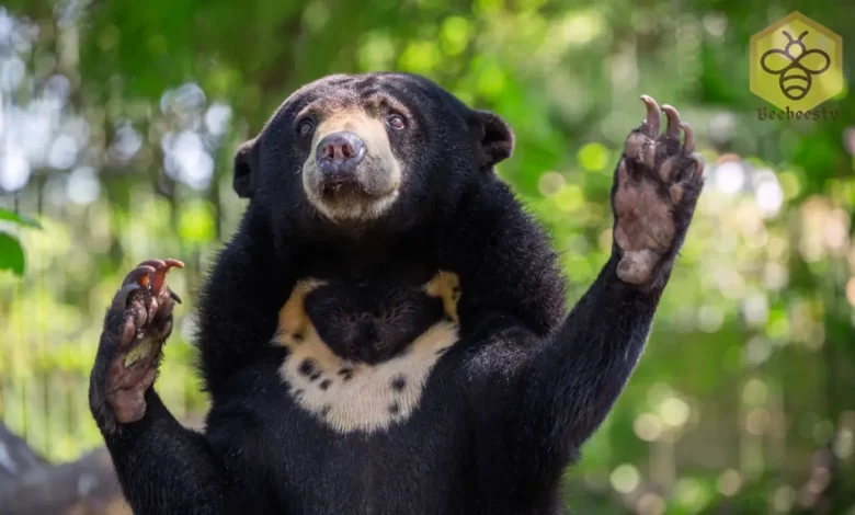 Sun Bears