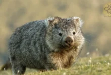 wombats