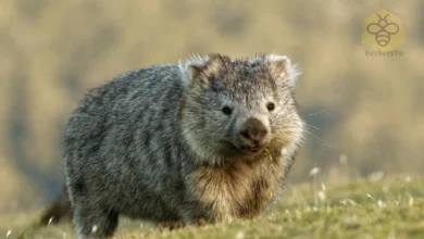 wombats