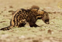 African Civets