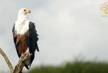 African Fish Eagles