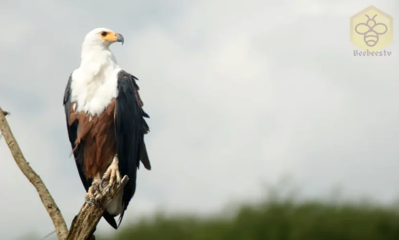 African Fish Eagles