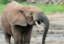 African Forest Elephants