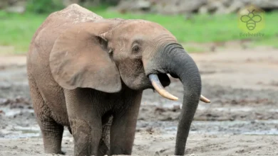 African Forest Elephants