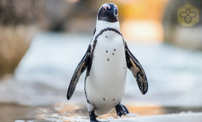 African Penguins