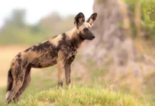 African Wild Dogs