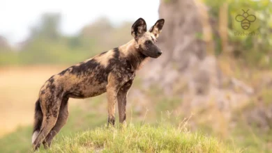 African Wild Dogs