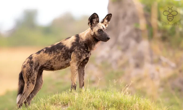 African Wild Dogs